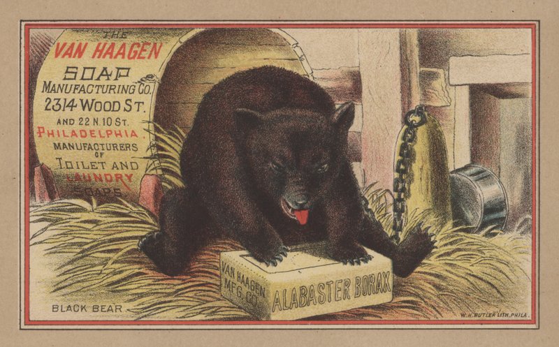 Black Bear by English School