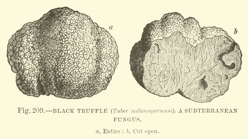 Black Truffle (Tuber Melanospermum); A Subterranean Fungus by English School