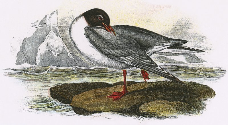 Black-headed Gull by English School