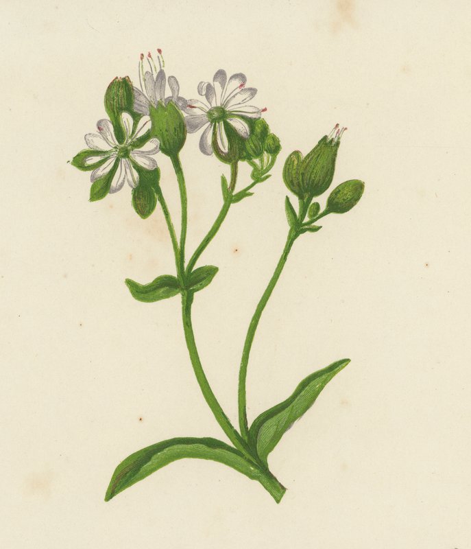 Bladder Campion, or Catchfly, Silene Inflata by English School