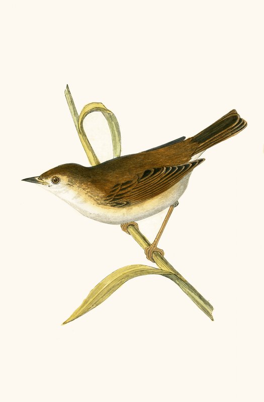 Booted Reed Warbler, Illustration from 