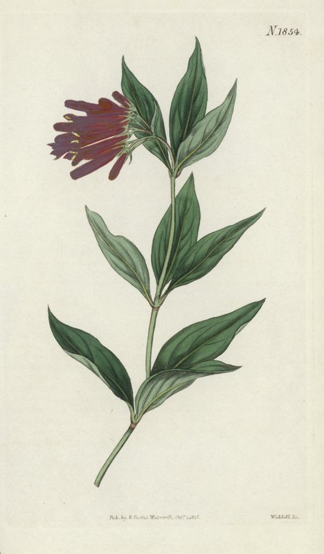 Botanical Engraving by English School