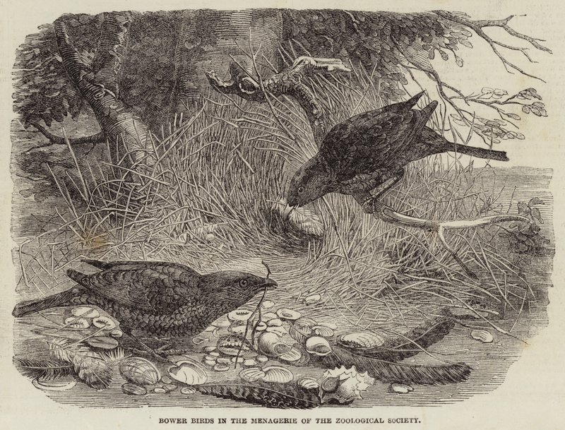 Bower Birds in the Menagerie of the Zoological Society by English School