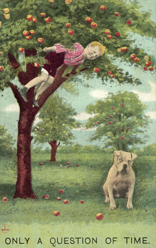 Boy in apple tree, with dog below waiting for him to fall by English School