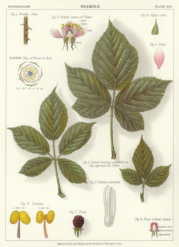 Bramble by English School