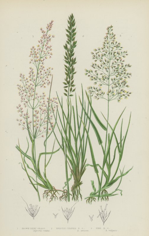 Brown Bent Grass, Bristle-Leaved Bent Grass, Fine Bent Grass by English School