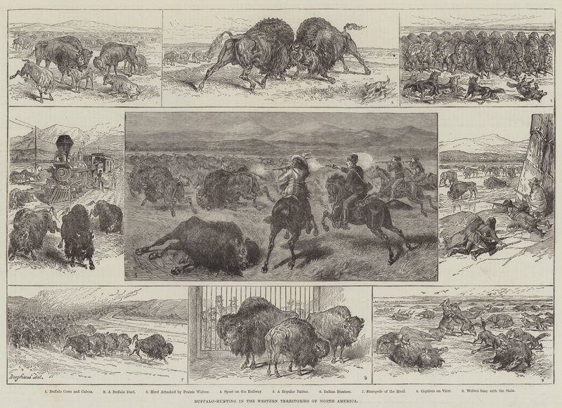 Buffalo-Hunting in the Western Territories of North America by English School