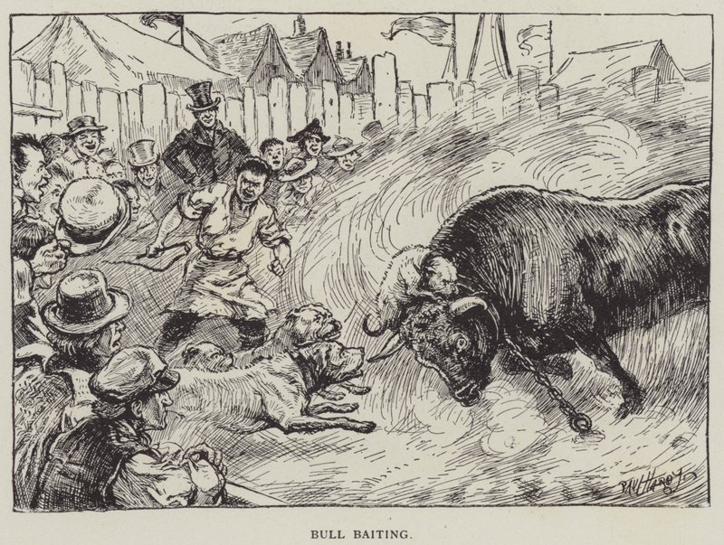 Bull Baiting by English School