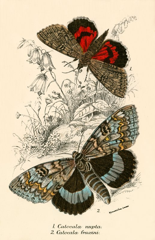 Butterflies by English School