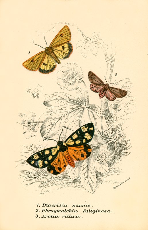 Butterflies by English School
