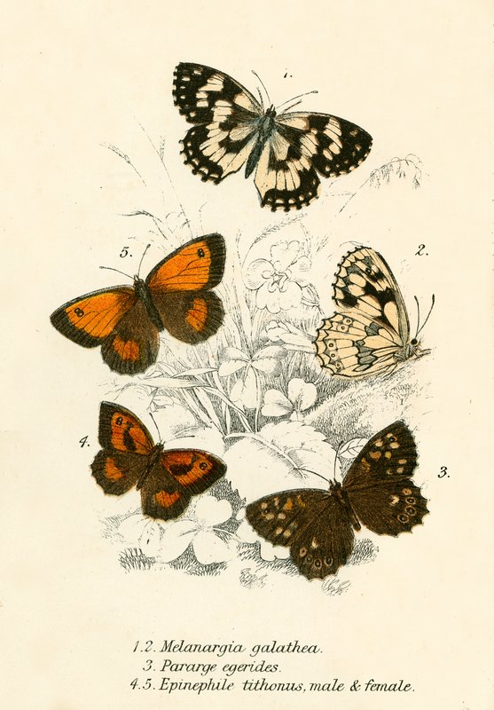 Butterflies by English School