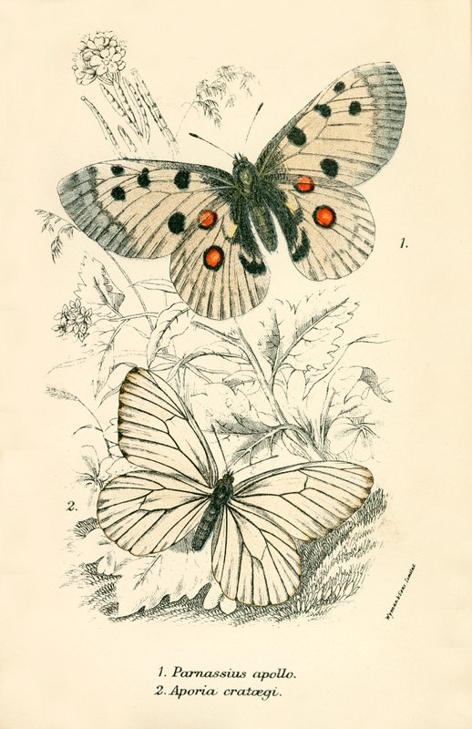 Butterflies by English School