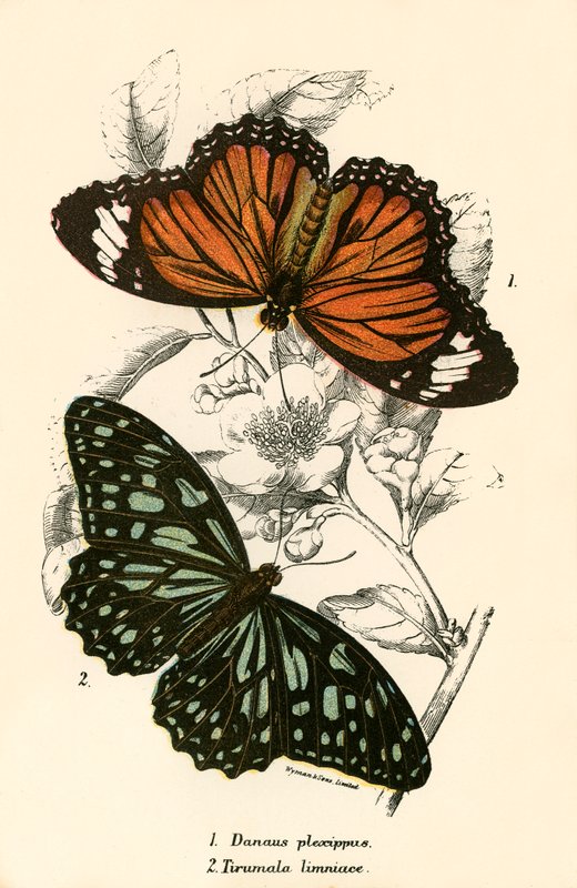 Butterflies by English School