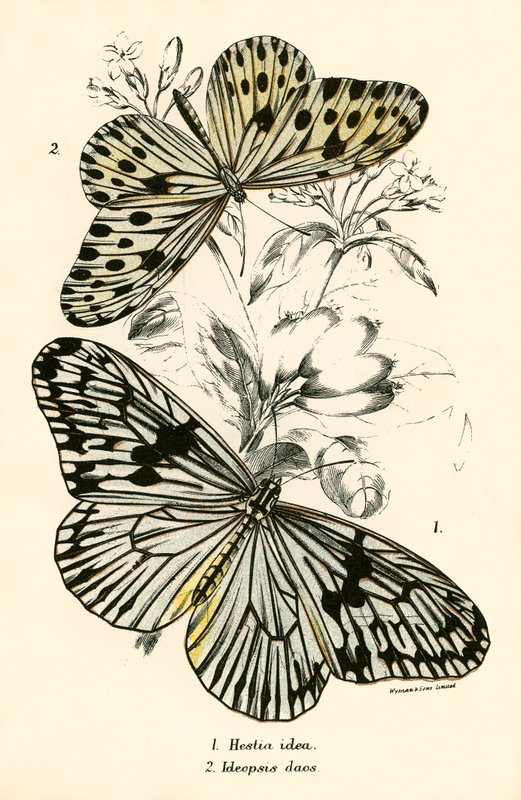 Butterflies by English School