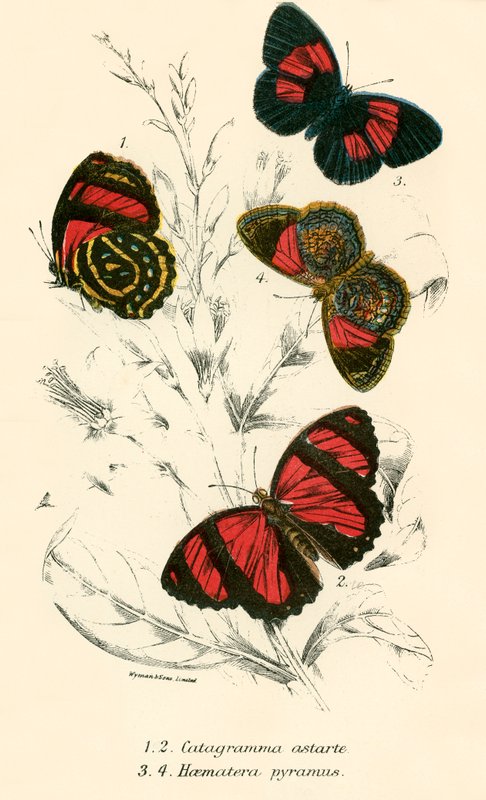 Butterflies by English School