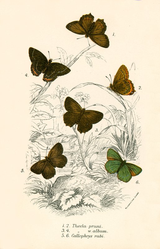 Butterflies by English School
