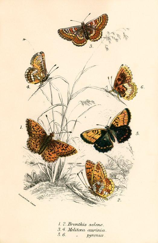 Butterflies by English School