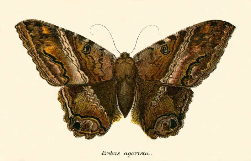 Butterflies by English School