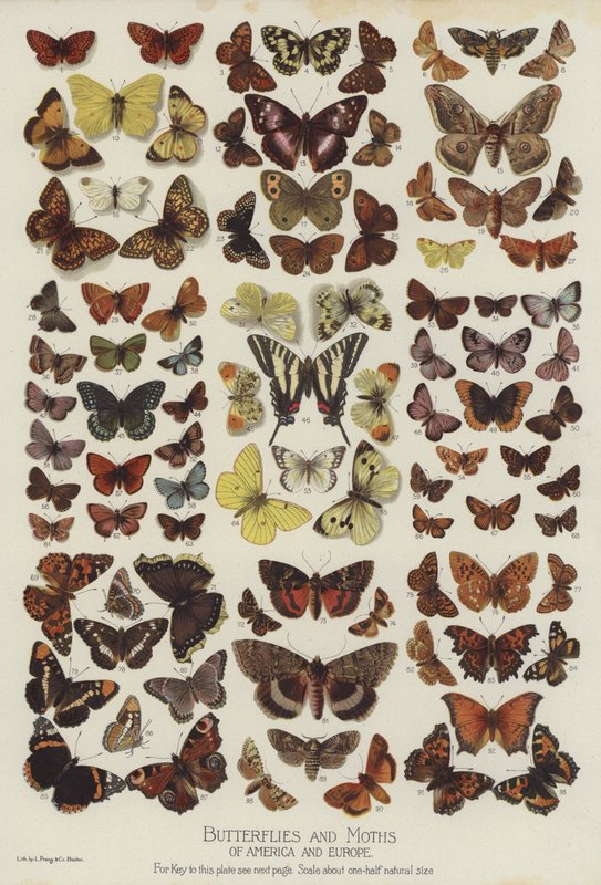 Butterflies and Moths of America and Europe by English School