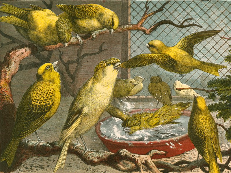 Canaries by English School