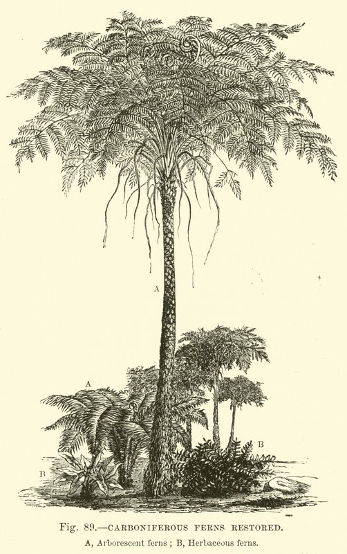 Carboniferous Ferns Restored by English School