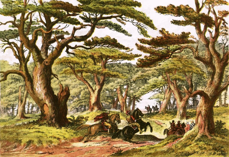 Cedars of Lebanon by English School