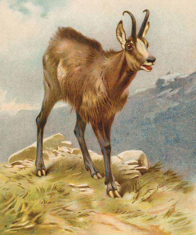 Chamois by English School