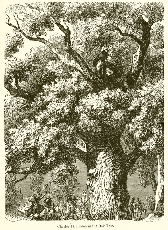 Charles II Hidden in the Oak Tree by English School