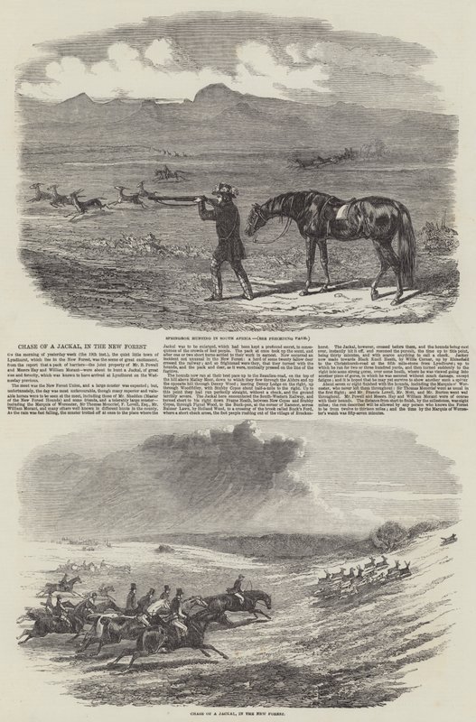 Chase of a Jackal, in the New Forest by English School