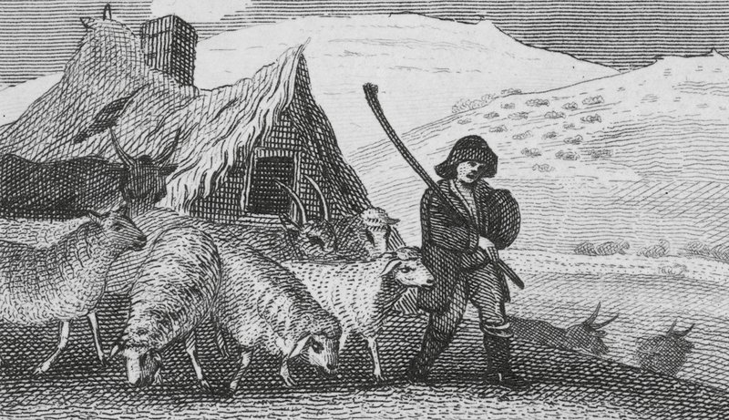 Cheviot Shepherds by English School