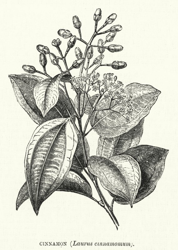 Cinnamon, Laurus Cinnamomum by English School