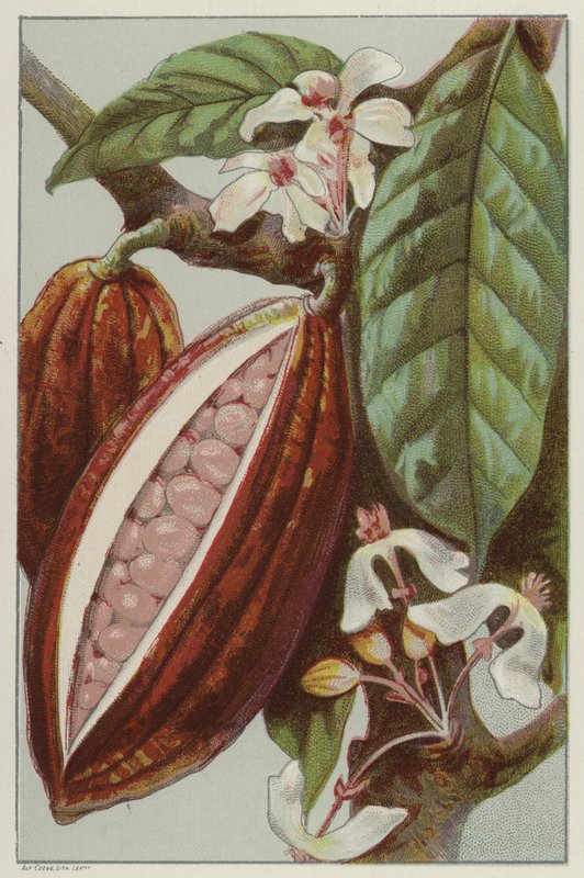 Cocoa Flowers and Pods, Showing Inside of a Pod by English School