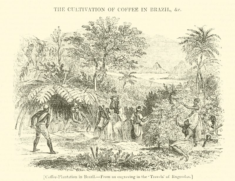 Coffee Plantation in Brazil by English School