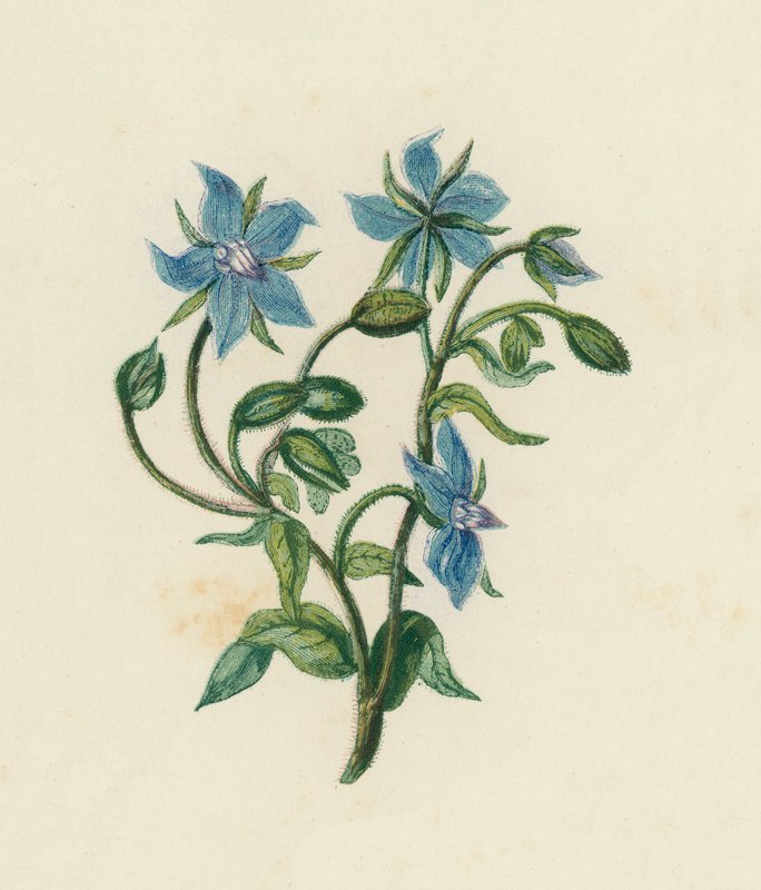 Common Borage, Borago Officinalis by English School