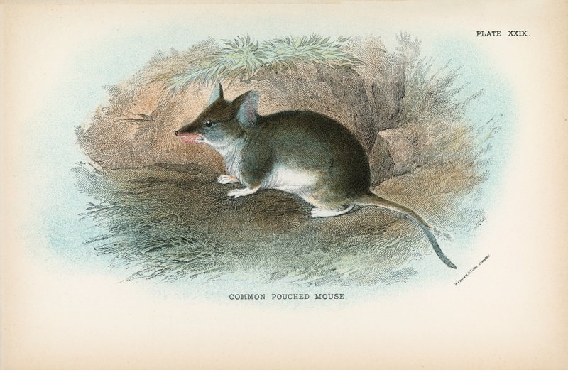Common Pouched Mouse by English School
