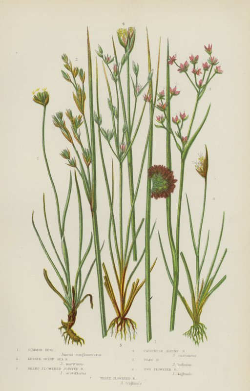 Common Rush, Lesser Sharp Sea Rush, Sharp Flowered Jointed Rush, Clustered Alpine Rush, Toad Rush by English School
