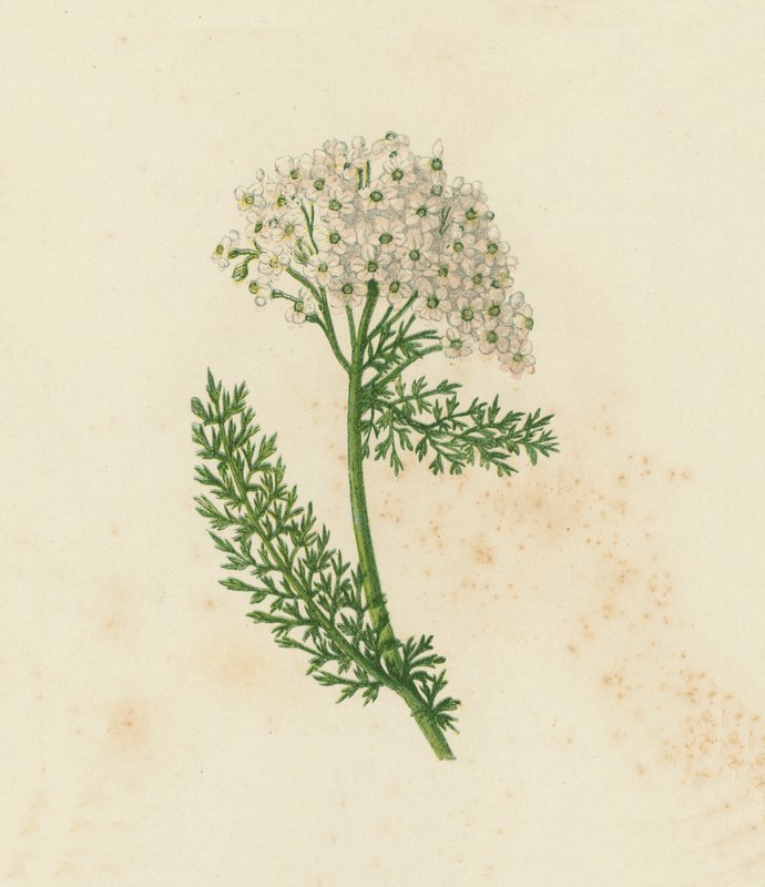 Common Yarrow or Milfoil, Achillea Millefolium by English School