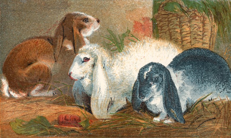 Common brown rabbit, white angora rabbit, and black and white log-eared rabbit by English School