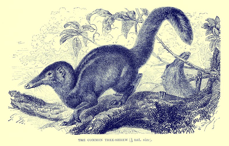 Common Tree-Shrew, Illustration from 