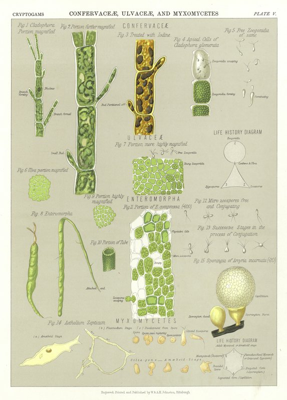Confervaceae, Ulvaceae, and Myxomycetes by English School
