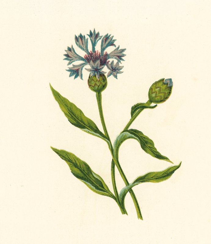 Corn Blue-Bottle, Centaurea Cyanus by English School