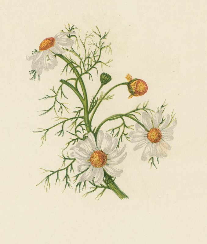 Corn Feverfew, Pyrethrum Inodorum by English School