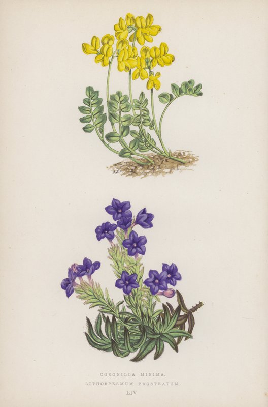 Coronilla Minima; Lithospermum Prostratum by English School