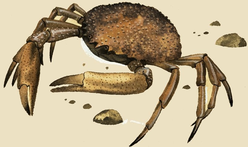 Crab by English School