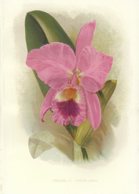 Crimson Cattleya by English School