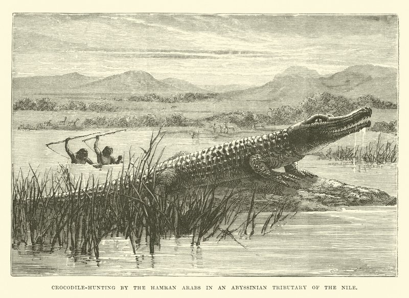 Crocodile-Hunting by the Hamran Arabs in an Abyssinian Tributary of the Nile by English School