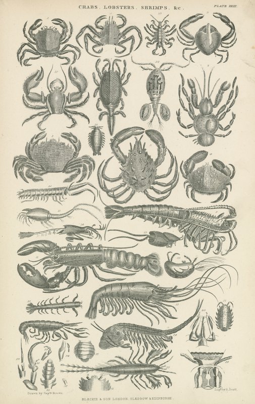 Crustaceans by English School