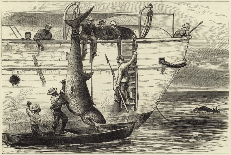 Cutting Up a Shark at Port Louis by English School
