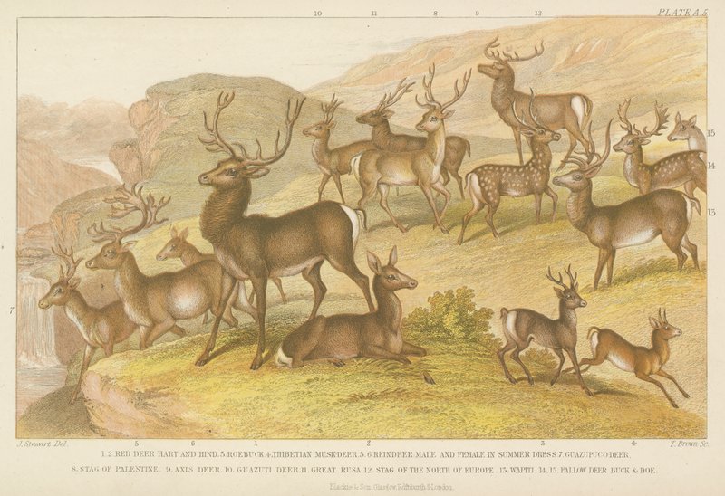 Deer by English School