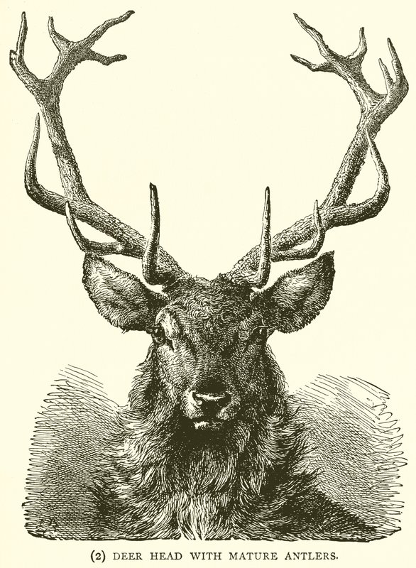 Deer Head with Mature Antlers by English School